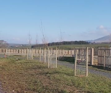Orchard Planting at Wellbank Park